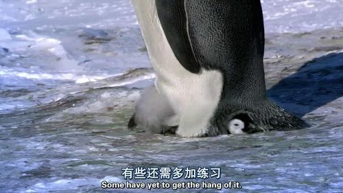 企鹅群里有特务