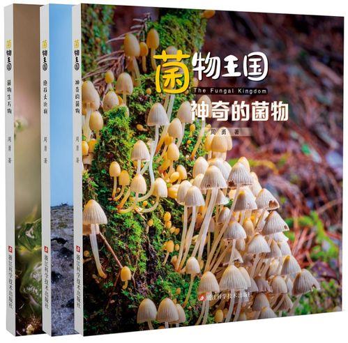 菌物王国,探寻真菌世界的奥秘与魅力